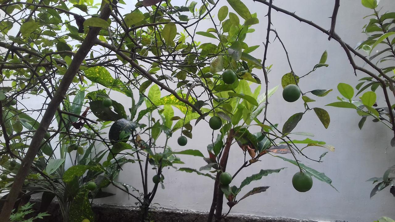 Marari Coastal Dreams Home Stay Alappuzha Eksteriør bilde